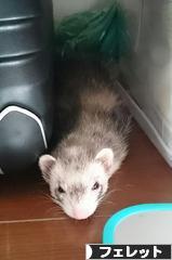 にほんブログ村 小動物ブログ フェレットへ