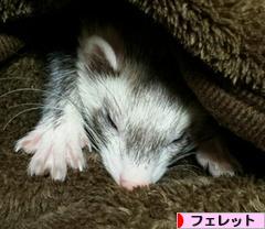 にほんブログ村 小動物ブログ フェレットへ