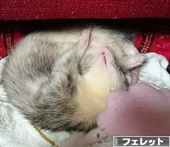 にほんブログ村 小動物ブログ フェレットへ