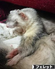 にほんブログ村 小動物ブログ フェレットへ