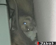 にほんブログ村 小動物ブログ フェレットへ