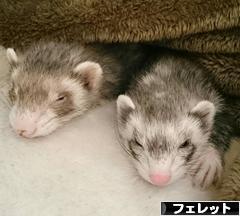 にほんブログ村 小動物ブログ フェレットへ