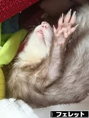 にほんブログ村 小動物ブログ フェレットへ