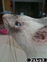 にほんブログ村 小動物ブログ フェレットへ