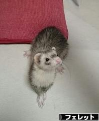 にほんブログ村 小動物ブログ フェレットへ