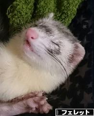 にほんブログ村 小動物ブログ フェレットへ