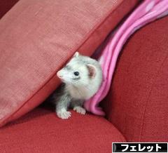 にほんブログ村 小動物ブログ フェレットへ