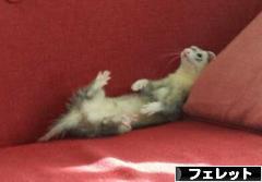 にほんブログ村 小動物ブログ フェレットへ