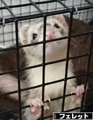 にほんブログ村 小動物ブログ フェレットへ
