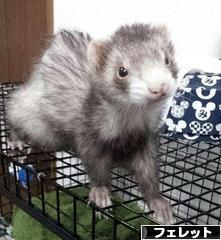 にほんブログ村 小動物ブログ フェレットへ