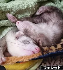 にほんブログ村 小動物ブログ フェレットへ