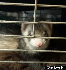 にほんブログ村 小動物ブログ フェレットへ