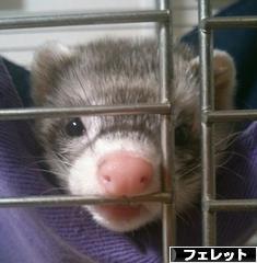 にほんブログ村 小動物ブログ フェレットへ