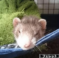 にほんブログ村 小動物ブログ フェレットへ