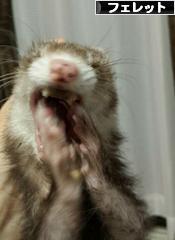 にほんブログ村 小動物ブログ フェレットへ