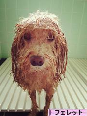 にほんブログ村 小動物ブログ フェレットへ