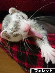 にほんブログ村 小動物ブログ フェレットへ