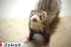 にほんブログ村 小動物ブログ フェレットへ