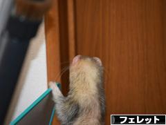 にほんブログ村 小動物ブログ フェレットへ