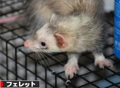 にほんブログ村 小動物ブログ フェレットへ