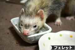 にほんブログ村 小動物ブログ フェレットへ