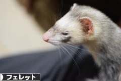 にほんブログ村 小動物ブログ フェレットへ