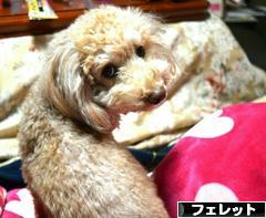 にほんブログ村 小動物ブログ フェレットへ