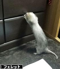 にほんブログ村 小動物ブログ フェレットへ
