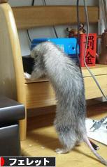 にほんブログ村 小動物ブログ フェレットへ