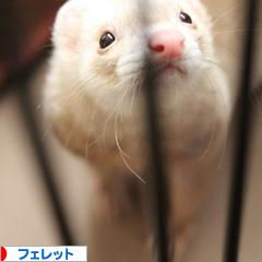 にほんブログ村 小動物ブログ フェレットへ