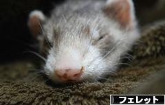 にほんブログ村 小動物ブログ フェレットへ