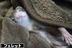 にほんブログ村 小動物ブログ フェレットへ
