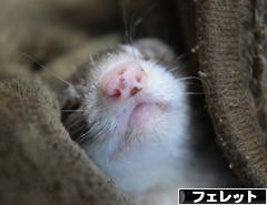 にほんブログ村 小動物ブログ フェレットへ