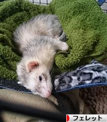 にほんブログ村 小動物ブログ フェレットへ