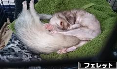 にほんブログ村 小動物ブログ フェレットへ