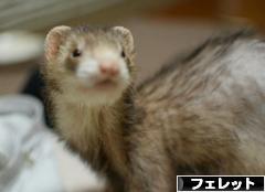 にほんブログ村 小動物ブログ フェレットへ