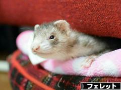 にほんブログ村 小動物ブログ フェレットへ
