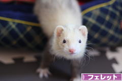 にほんブログ村 小動物ブログ フェレットへ