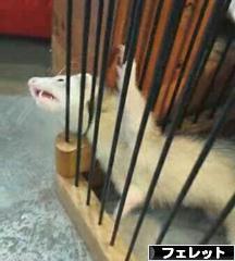 にほんブログ村 小動物ブログ フェレットへ