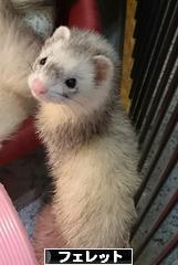にほんブログ村 小動物ブログ フェレットへ