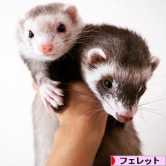 にほんブログ村 小動物ブログ フェレットへ