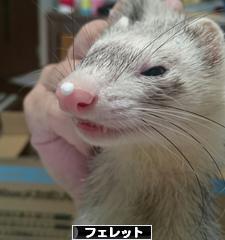 にほんブログ村 小動物ブログ フェレットへ
