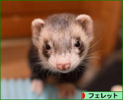 にほんブログ村 小動物ブログ フェレットへ