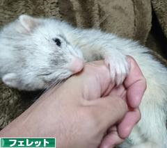 にほんブログ村 小動物ブログ フェレットへ
