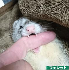 にほんブログ村 小動物ブログ フェレットへ