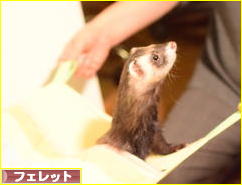 にほんブログ村 小動物ブログ フェレットへ