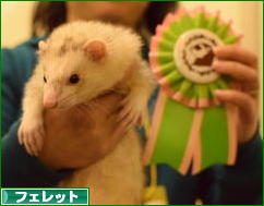 にほんブログ村 小動物ブログ フェレットへ