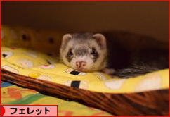 にほんブログ村 小動物ブログ フェレットへ