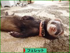 にほんブログ村 小動物ブログ フェレットへ