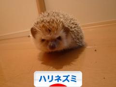 にほんブログ村 小動物ブログ ハリネズミへ